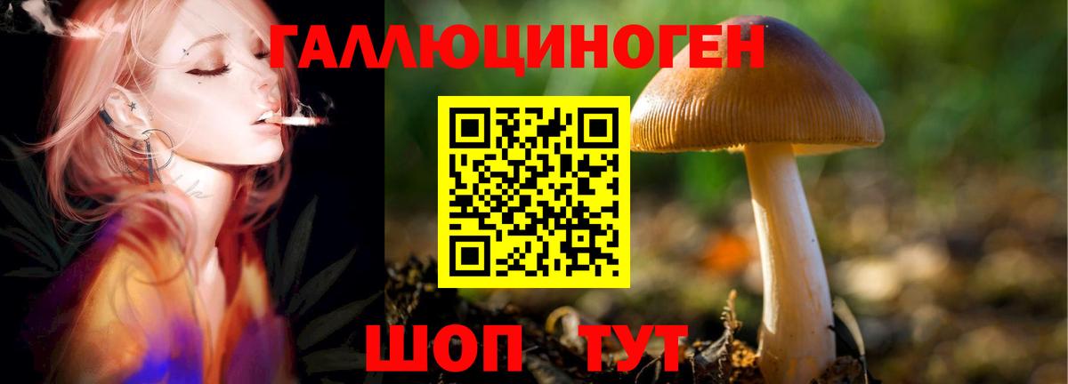 Псилоцибиновые грибы ЛСД Горно-Алтайск